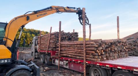 <a href=http://www.whoboys.com/ target=_blank class=infotextkey>松木樁</a>現場(chǎng)選材與運輸