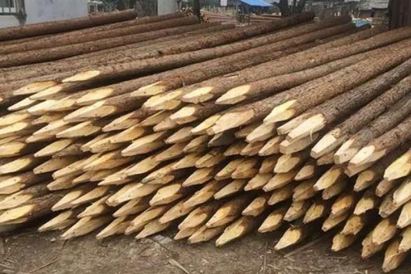 松木樁為什么要削尖，松木樁削尖技巧